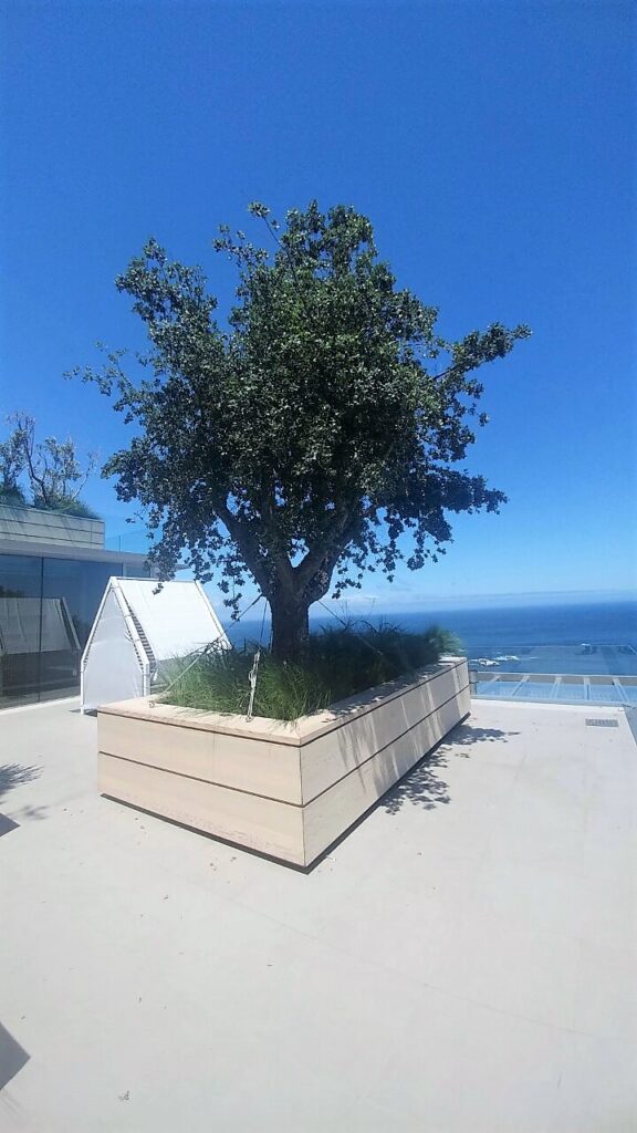 quercus suber cork oak in pot