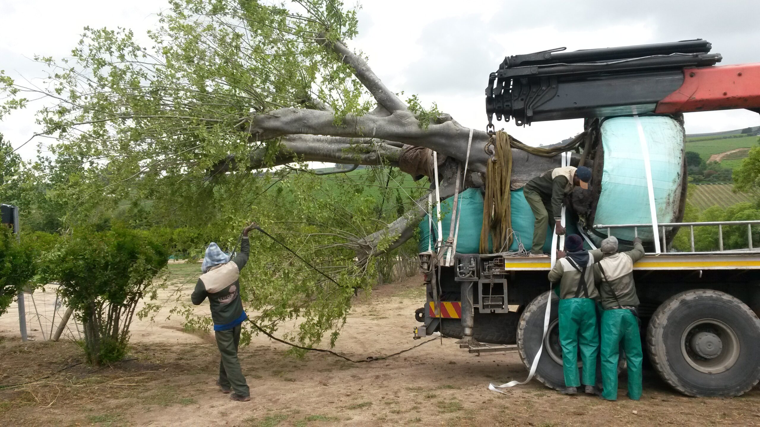 mature tree transport