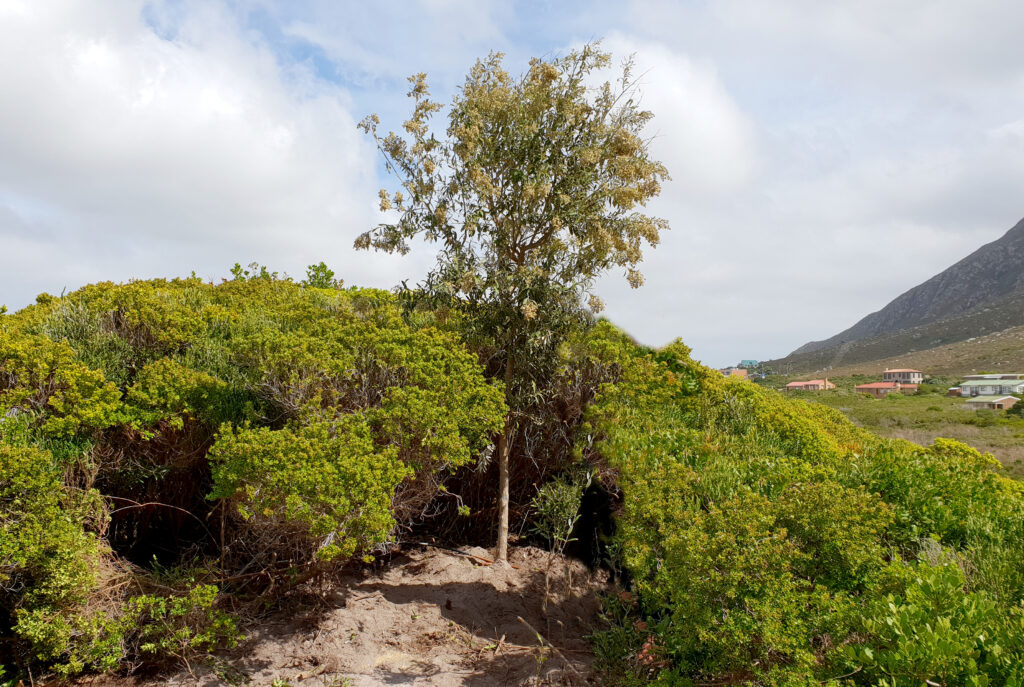 tarchonanthus camphoratus wedding tree