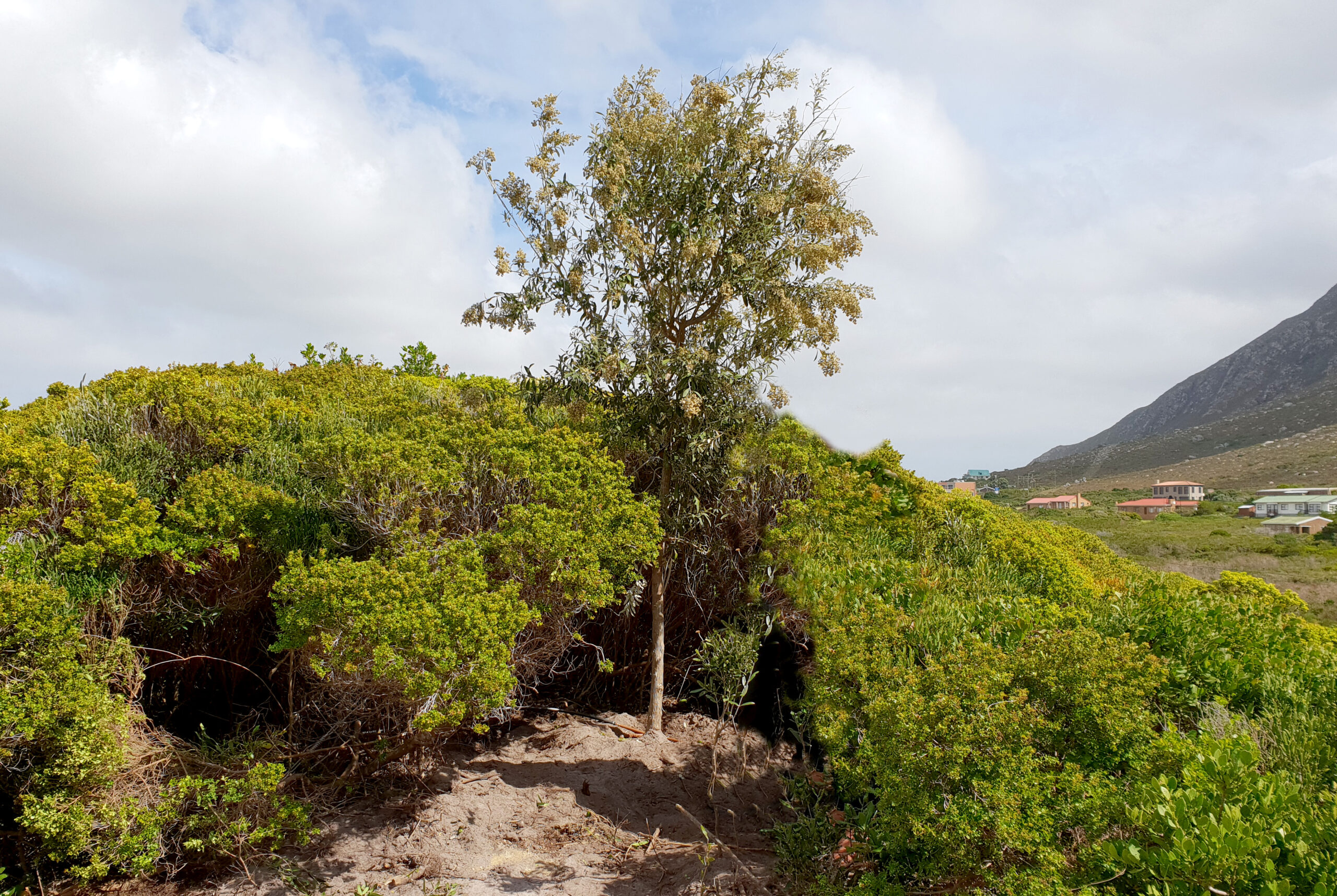 tarchonanthus camphoratus wedding tree