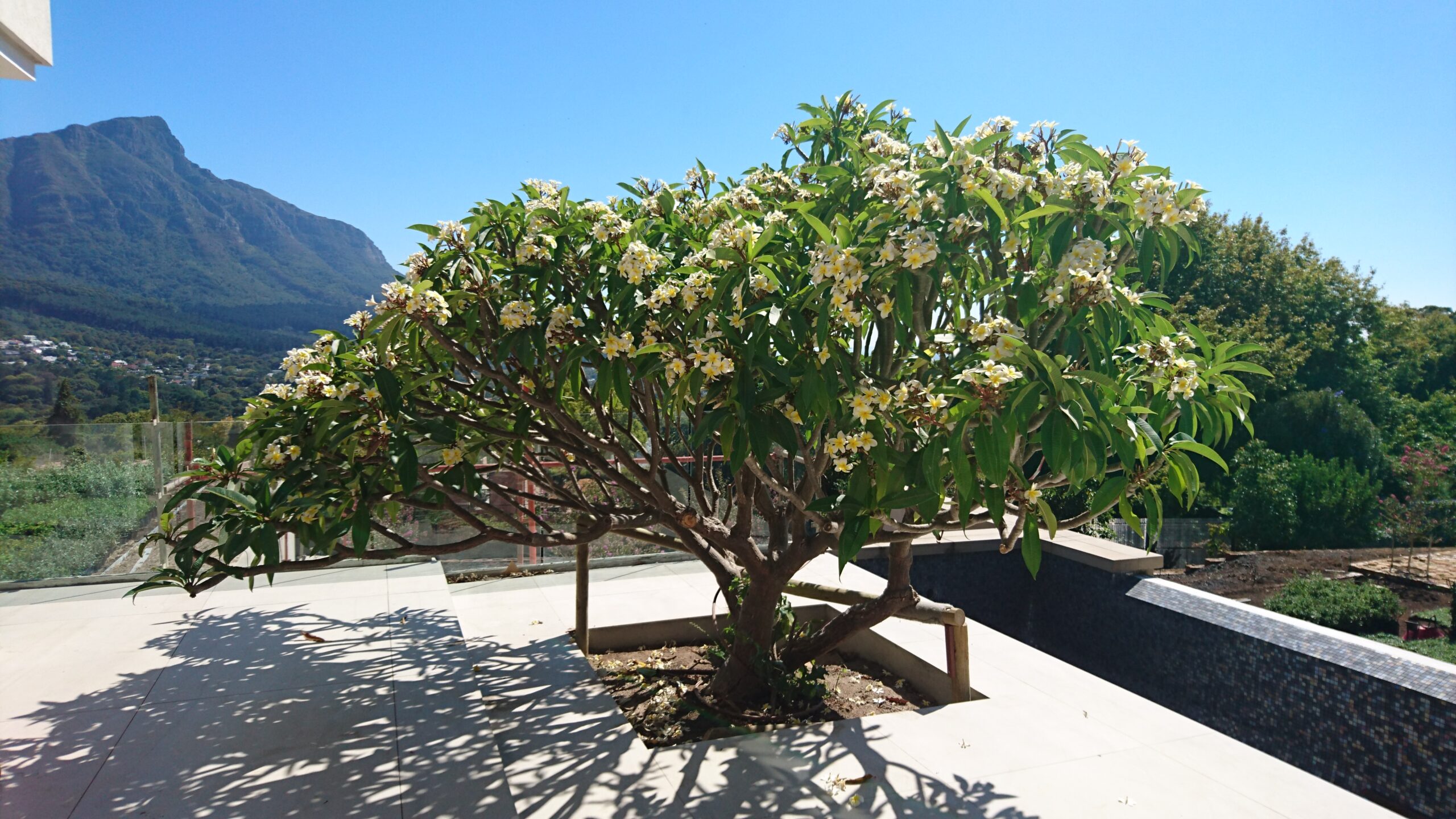 frangipani bishops court