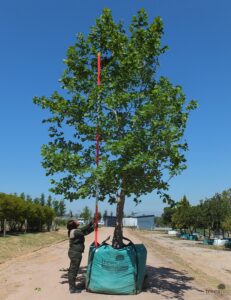 Platanus acerifolia 2000L high-end V32C076 – 2 Nov 2018 web Platanus acerifolia 2000-litre