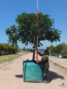 Trichilia emetica 1000L entry-level V33B114 – 30 Nov 2018 Web Trichilia emetica 1000-litre