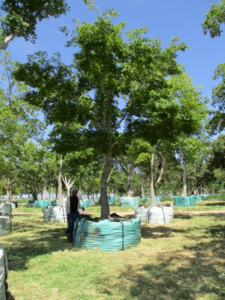 Celtis sinensis 3000L V13D008 Nov 2019