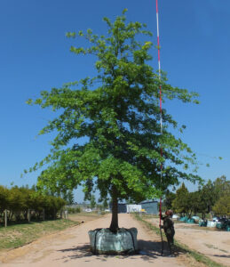 Quercus palustris 3000L high-end V18D021 – Web 26 Oct 2018 (2)