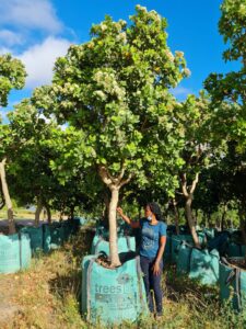 Syzygium cordatum 500L January 2021