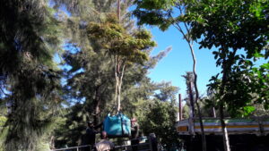 Mrs Lambert camps bay scaffold challenging planting (3)
