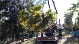 Mrs Lambert camps bay scaffold challenging planting (5)