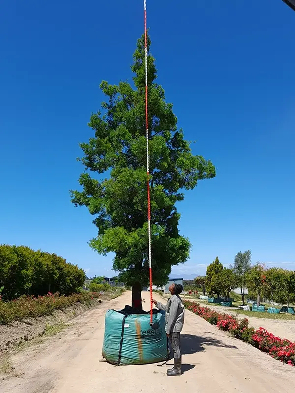 trees