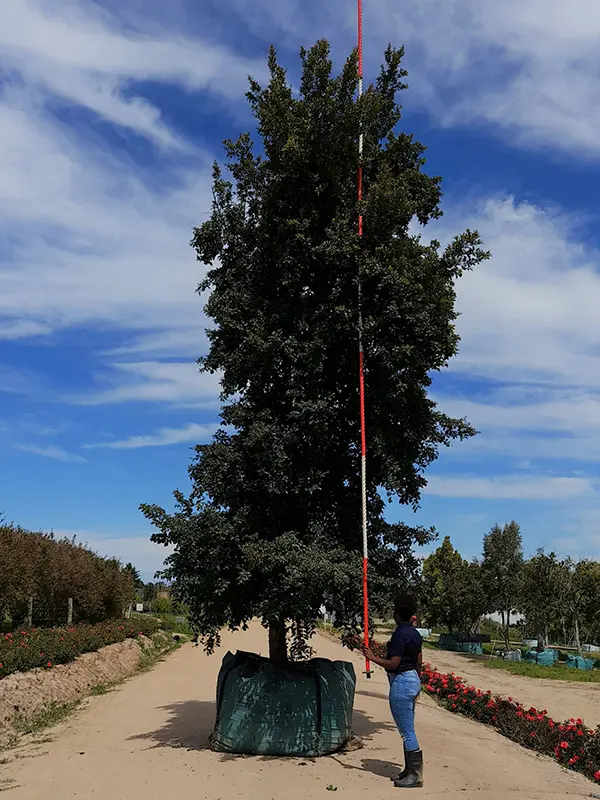 trees
